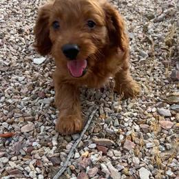 Boo - Red  female Goldendoodle puppy in Tucson, Arizona from JER Doodles