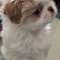 Japanese Chin Puppies from CindyLynnsChins