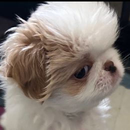Japanese Chin Puppies from CindyLynnsChins
