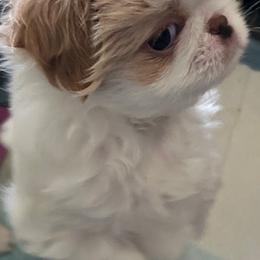 Japanese Chin Puppies from CindyLynnsChins