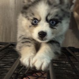 Thistle - Merle female Pomsky puppy in Scandinavia, Wisconsin from Bonnie’s Little Fluffys
