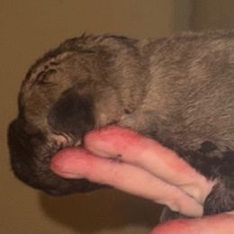 Girl1 - Fawn female Cane Corso puppy in Gwinnett County, Georgia from Better Than You Cane Corso’s