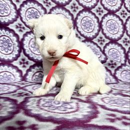 Pup S3 ( Dora) - White Siberian Husky puppy in Lunenburg, Vermont from SNOW WOOLY HUSKY