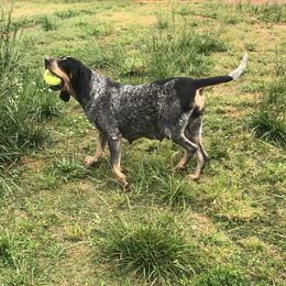 Sophia - Bluetick Coonhound