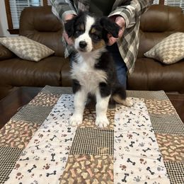 Black Tri male - Black tri-color male Australian Shepherd puppy in Martinsville, Virginia from KT’s Aussies