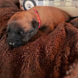 Havoc - Red male Belgian Malinois puppy in Linwood, Michigan from Gillis Malinois