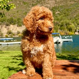 Ginny - Apricot female Aussiedoodle puppy in Upper Lake, California from Redwood Aussiedoodles