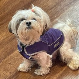Shih Tzus from 307 ShihTzus