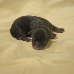 Ivy - Black and tan female Lhasa Apso puppy in Hillsboro, Oregon from Luv-N-Laughter Lhasa Apsos