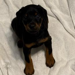 Purple Collar - Black and rust female Doberman Pinscher puppy in Lake City, Florida from Paintedcrazy Doberman Pinchers