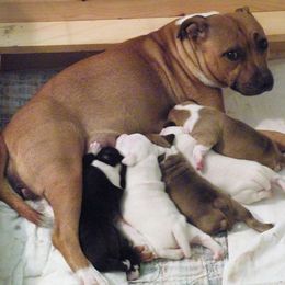 Staffordshire Bull Terrier Puppies from Aran Isle Staffords