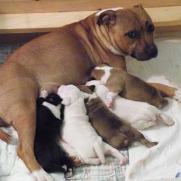 Staffordshire Bull Terrier Puppies from Aran Isle Staffords