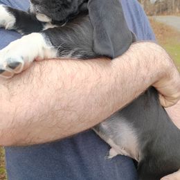 Rocky - Black and white male Basset Hound puppy in Imler, Pennsylvania from Happy Hounds