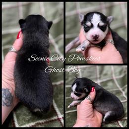 The Ghost Boy - Black and white male Pomsky puppy in Rossville, Georgia from Scenic City Pomskies