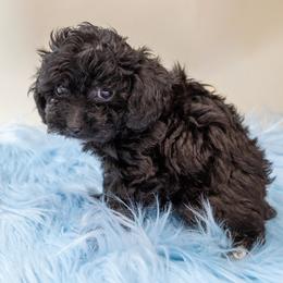 Toby teacup - Black male Poodle puppy in Weston, Florida from Miami Toy Poodles