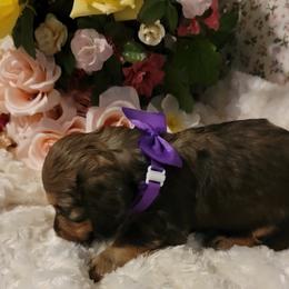 Dachshund Puppies from CLARK'S BREEDING PROGRAM