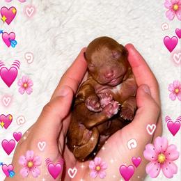 Bunny - Red  female Poodle puppy in Kissimmee, Florida from Poodle Doodle Kennels