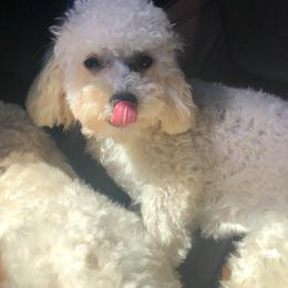 Bella - Poodle