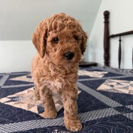 Miss Kay - Cream female Poodle puppy in Fairfield, North Carolina from Leaning T Ranch