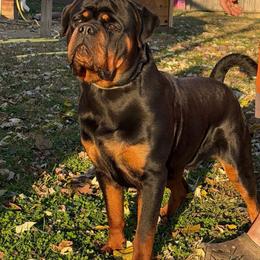 Chockas - Rottweiler
