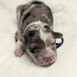 Girl 2 - female Australian Shepherd puppy in Coulee City, Washington from Mr and Mrs Doodle Farm