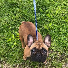 Bulldogs and French Bulldogs from BB's Bulldogs