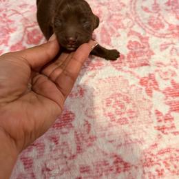 Jewels - Chocolate female Dachshund puppy in Magnolia, Texas from Carrie’s Countryside Dachshunds