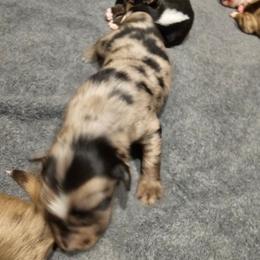 10 blue merle female - Blue merle female Miniature American Shepherd puppy in Placentia, California from Tru Cal Aussies