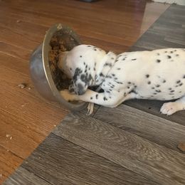 Dalmatian Puppies from Dalmatian Creation