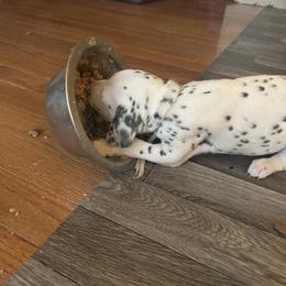 Dalmatian Puppies from Dalmatian Creation
