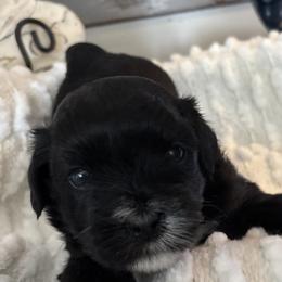 Maverick - Black male Coton de Tulear puppy in Freeport, Texas from H❤️PE COTONS