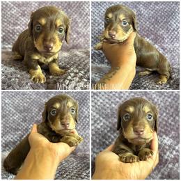Liberty - Chocolate and cream female Dachshund puppy in Orem, Utah from Miekca’s Dachshunds