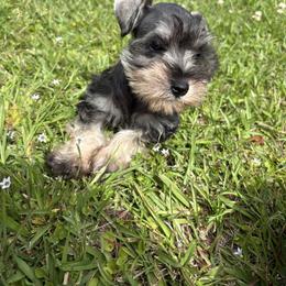 Ember - Salt and pepper female Miniature Schnauzer puppy in Jayess, Mississippi from Barbara Clark
