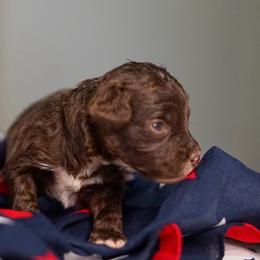Hero - Chocolate male Australian Labradoodle puppy in Dawson, Georgia from Still Pond Australian Labradoodles