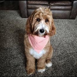Goldendoodle All Grown Up from Nebo View Paws