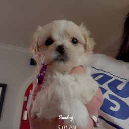 Boy 1 - White and tan male Morkie puppy in Pittsburgh, Pennsylvania from Maria's Morkies & More