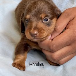 Aussiedoodle, Australian Shepherd, Dachshund, and Miniature Australian Shepherd Puppies from Bline’s Awesome Aussies at the Bline Family Farm