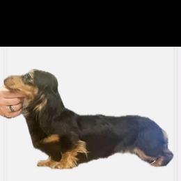 Sterling - Dachshund