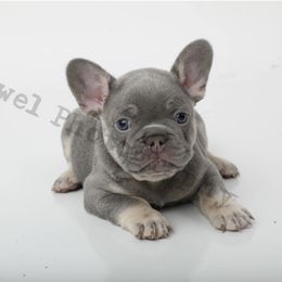 Green - Tricolors French Bulldog puppy in Texas from Royal Dream Frenchies