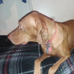 Heidi - Vizsla