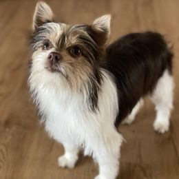 Yorkshire Terriers from Garcia’s Fur Babies