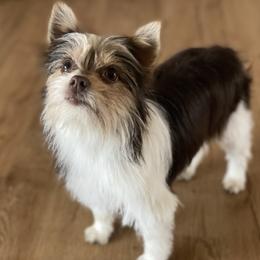 Yorkshire Terriers from Garcia’s Fur Babies