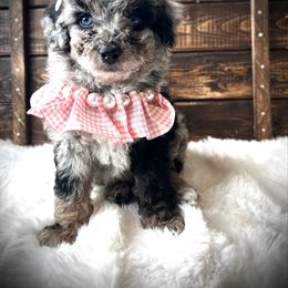 Brittany - Black and silver female Havapoo puppy in from Pink Poodles and Doodles