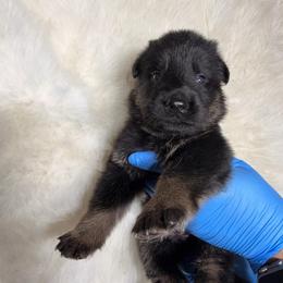 Girl 4 - Black and tan female German Shepherd puppy in Hollis Center, Maine from Noble German Shepherds of Maine