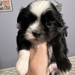 Gus Gus - Royal blue collar - Black and white male Shih Tzu puppy in Mays Landing, New Jersey from Fancy Paws Shorkies & Shih Tzus