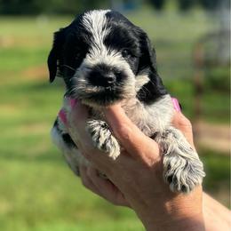 Joy - Hot Pink Girl - Parti female Miniature Schnauzer puppy in Oneonta, Alabama from Murphree Valley Kennels