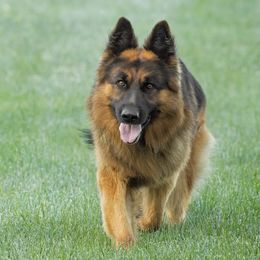 Mozli - German Shepherd