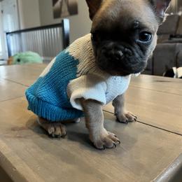 French Bulldog Puppies from Lance Miller