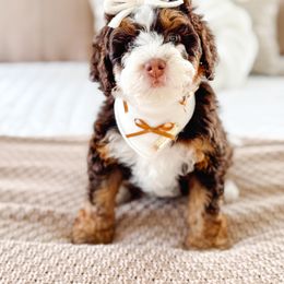 Bernedoodle Puppies from Jordan Family Doodles