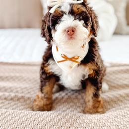 Bernedoodle Puppies from Jordan Family Doodles